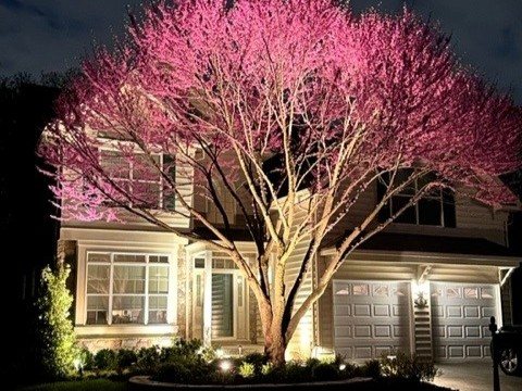 Accent and garden lighting Newtown Square PA — dramatic tree uplighting against a home at night